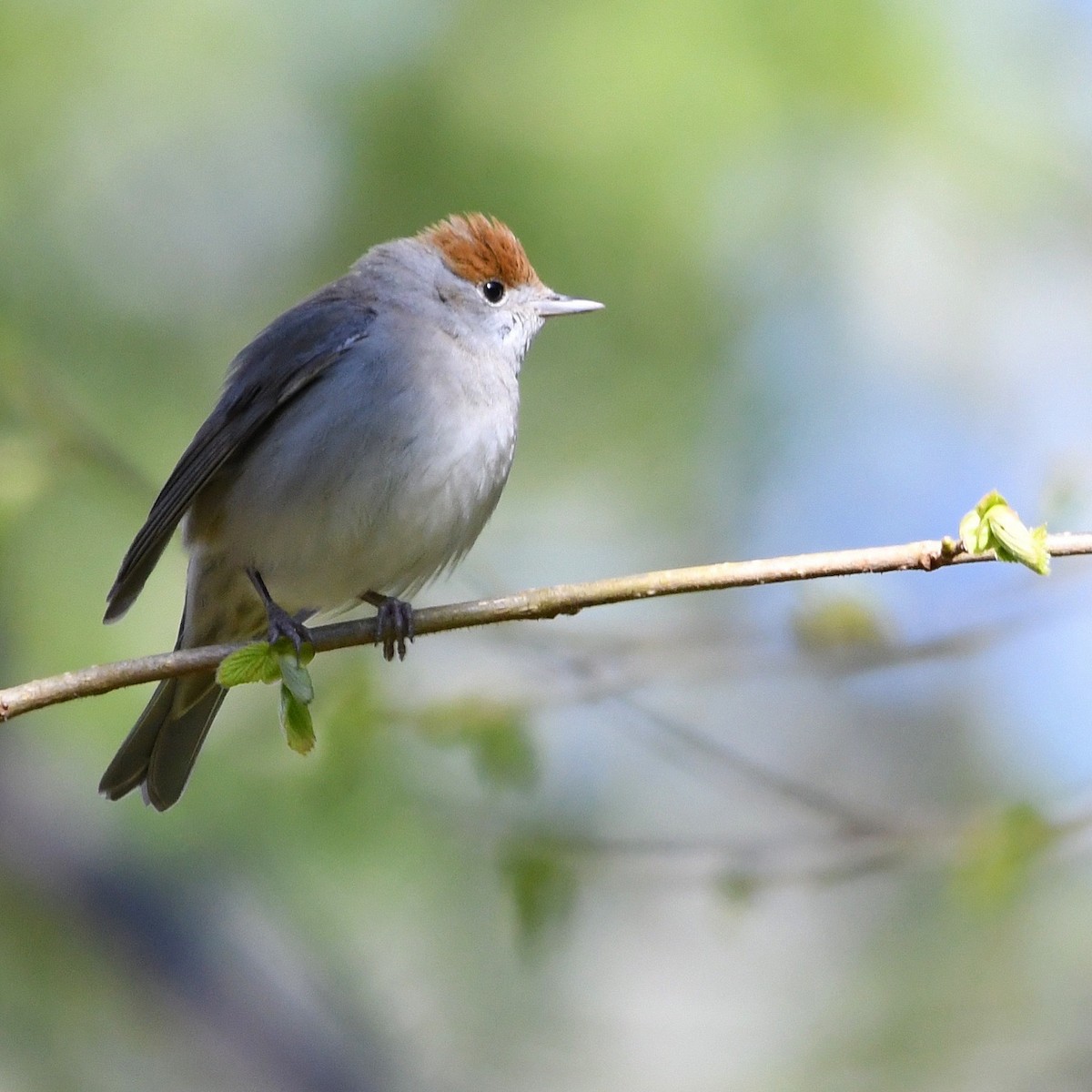 Eurasian Blackcap - ML646249217
