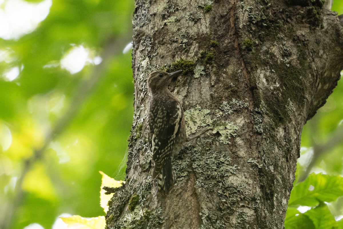 datel rudohrdlý - ML646249218