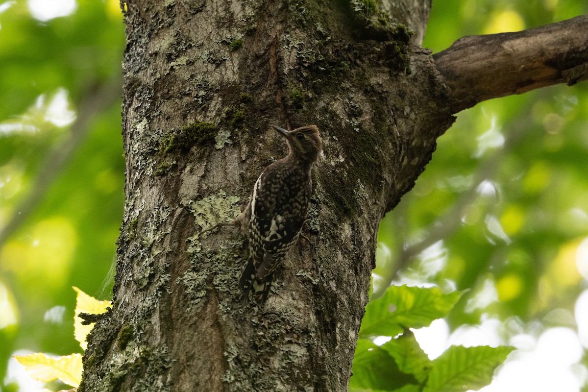 datel rudohrdlý - ML646249219