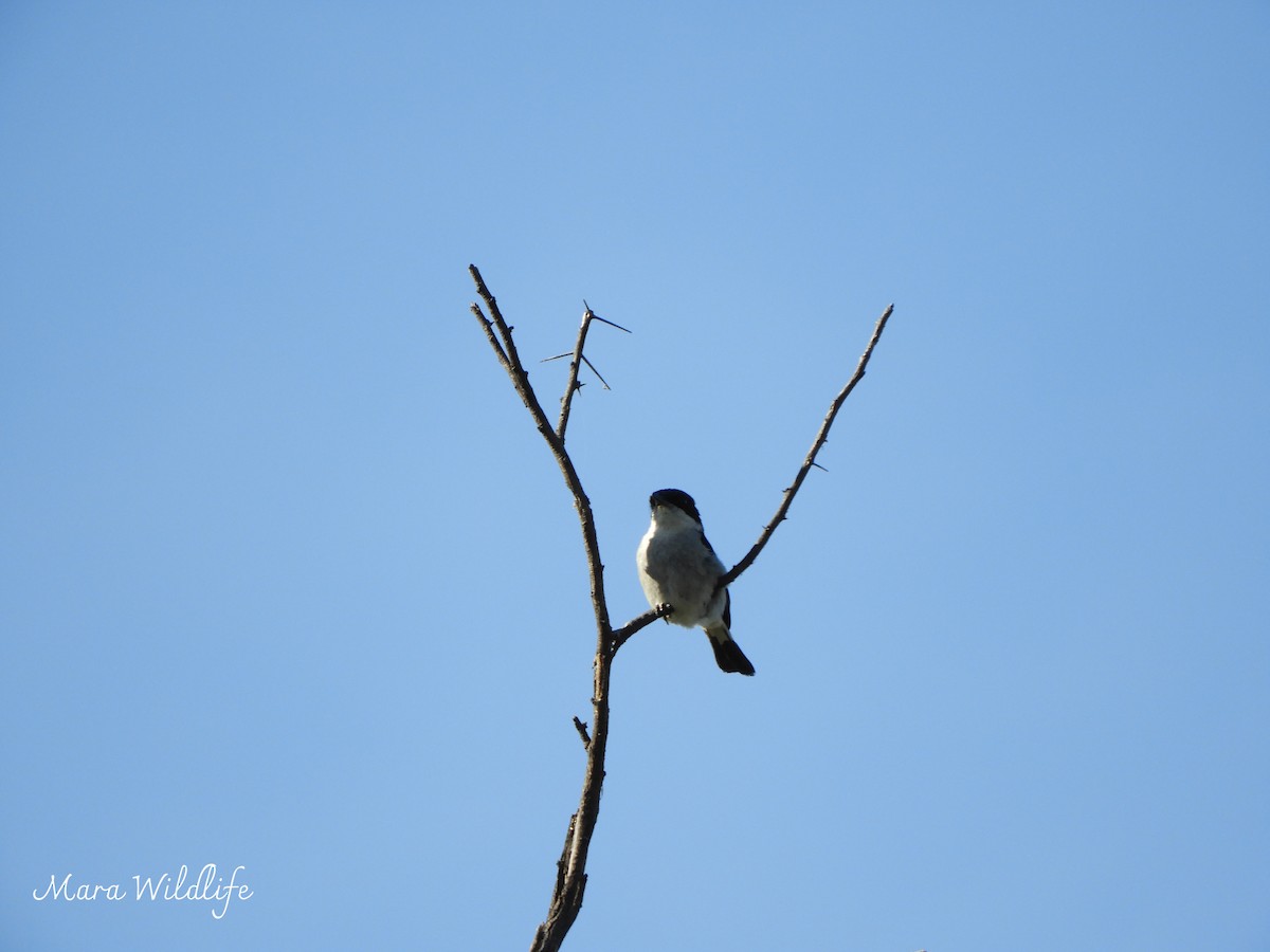 Fiscal Flycatcher - ML646249221