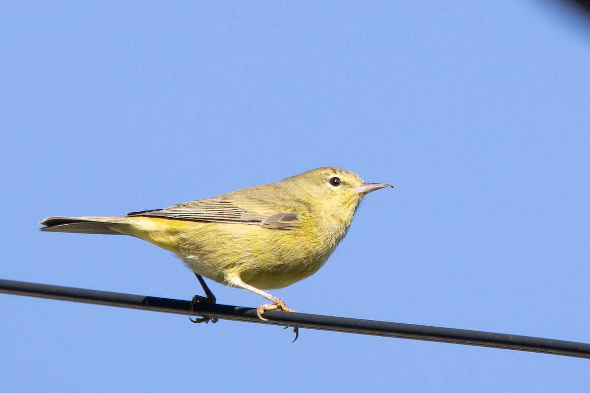 Orange-crowned Warbler - ML646249226