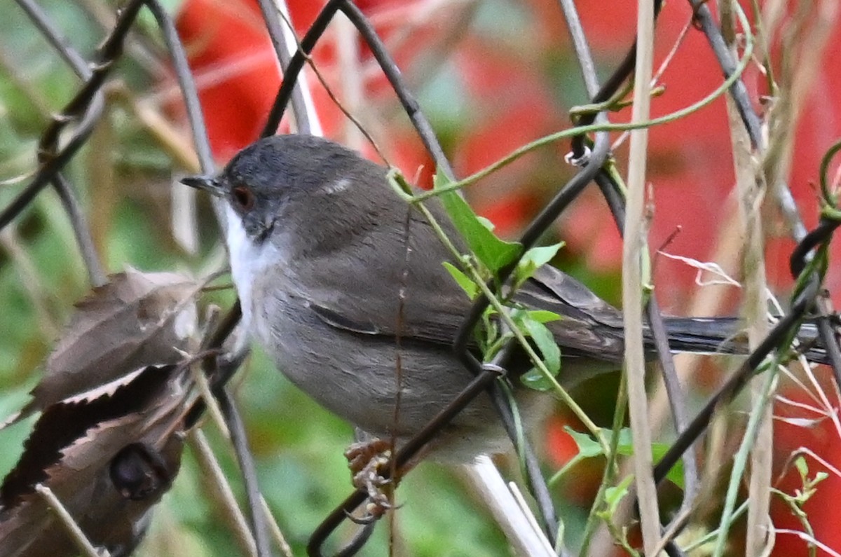 Samtkopf-Grasmücke - ML646249227