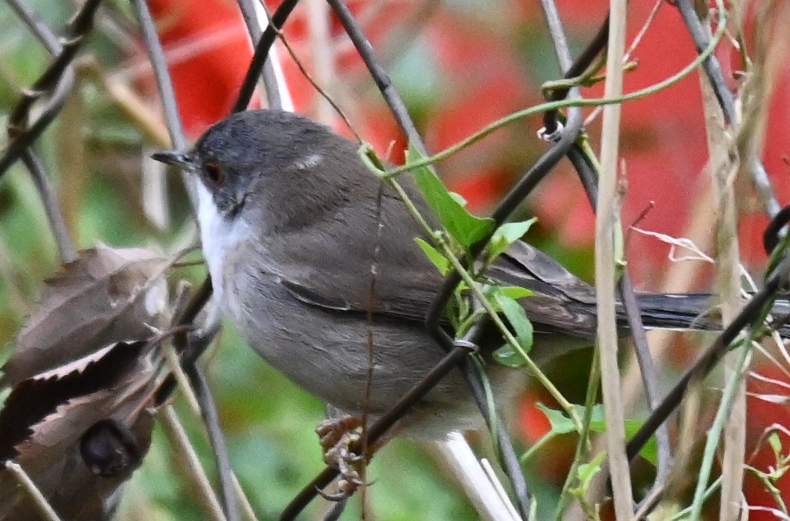 Samtkopf-Grasmücke - ML646249228
