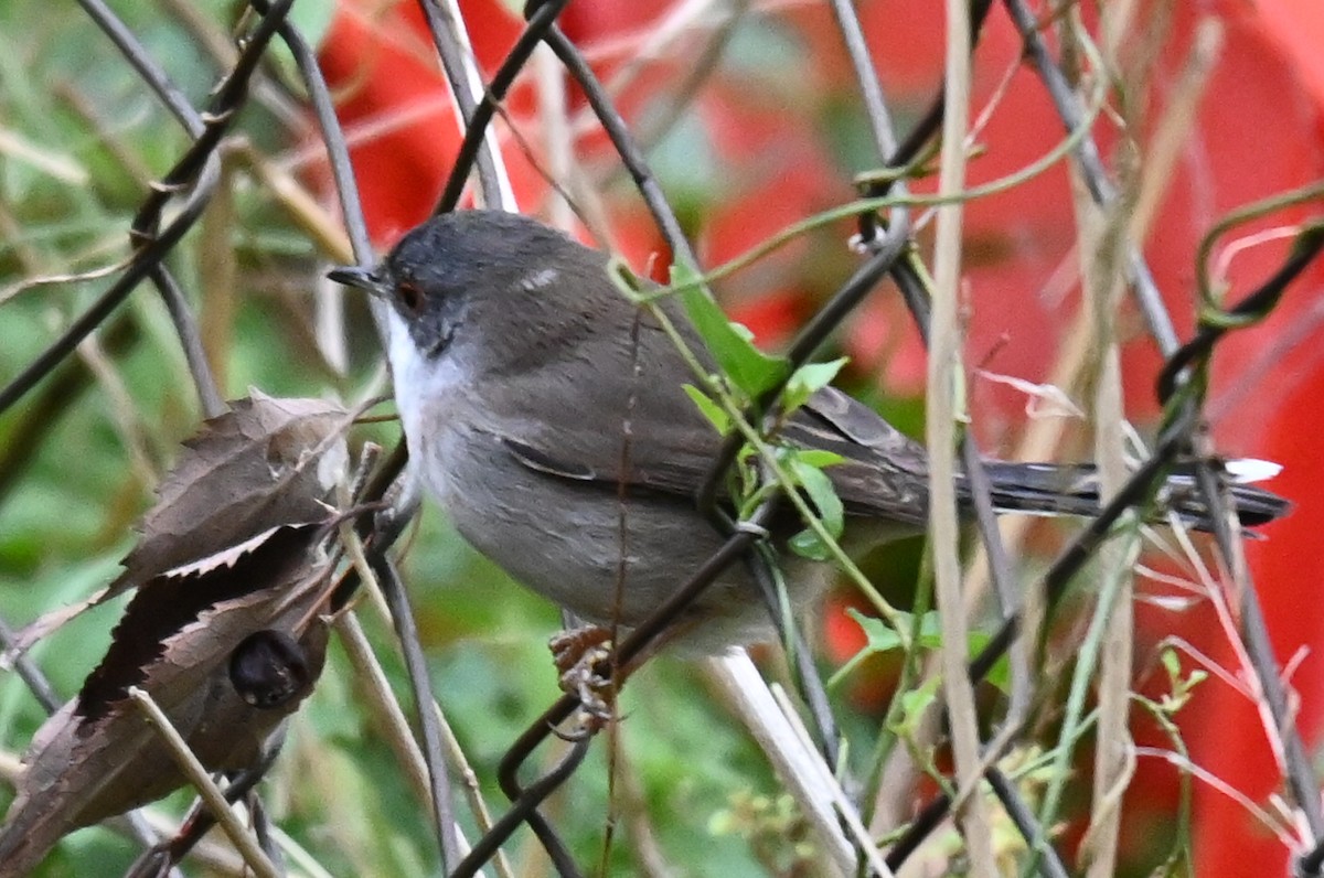 pěnice bělohrdlá - ML646249229