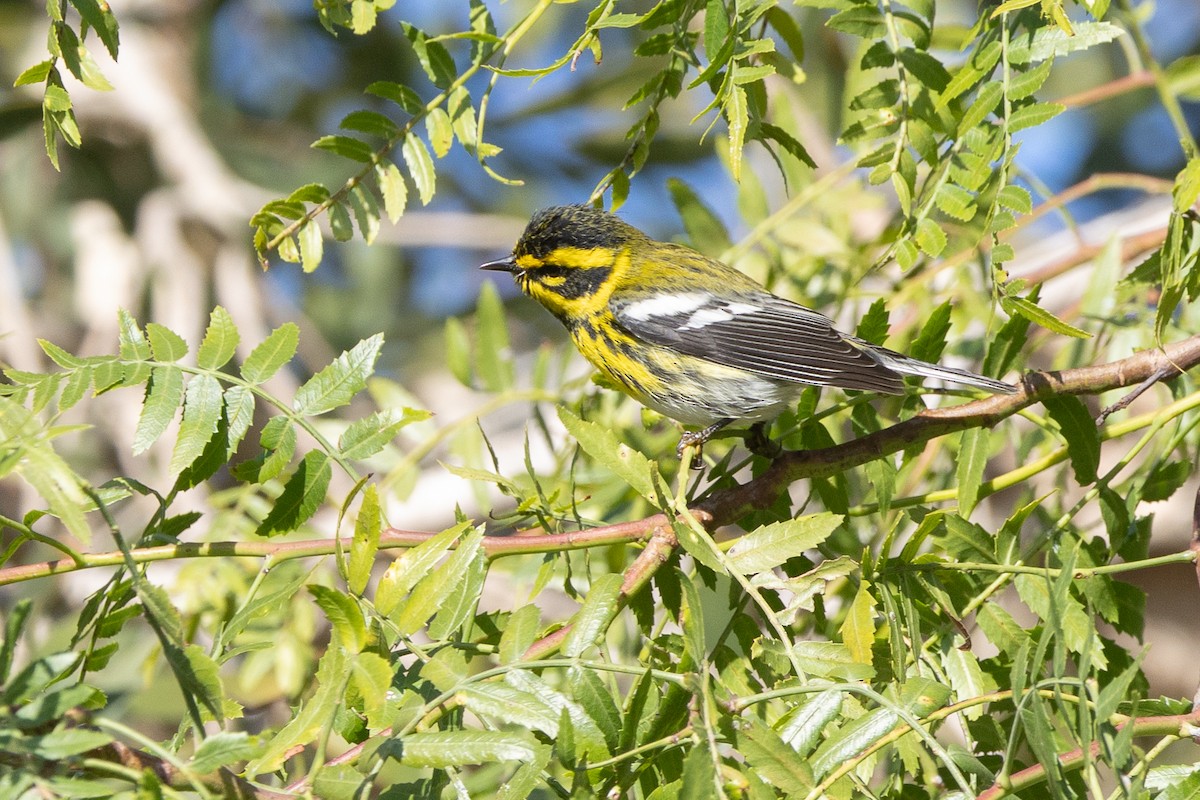 Townsend's Warbler - ML646249235