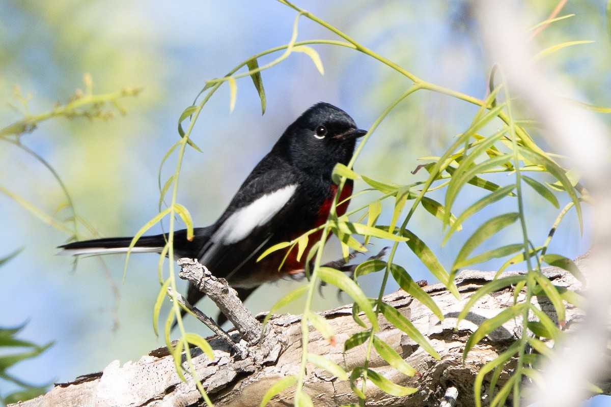 Painted Redstart - ML646249240