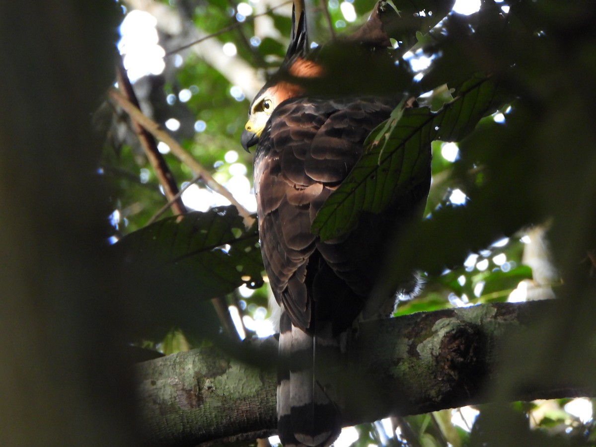 Prachtadler - ML646249242