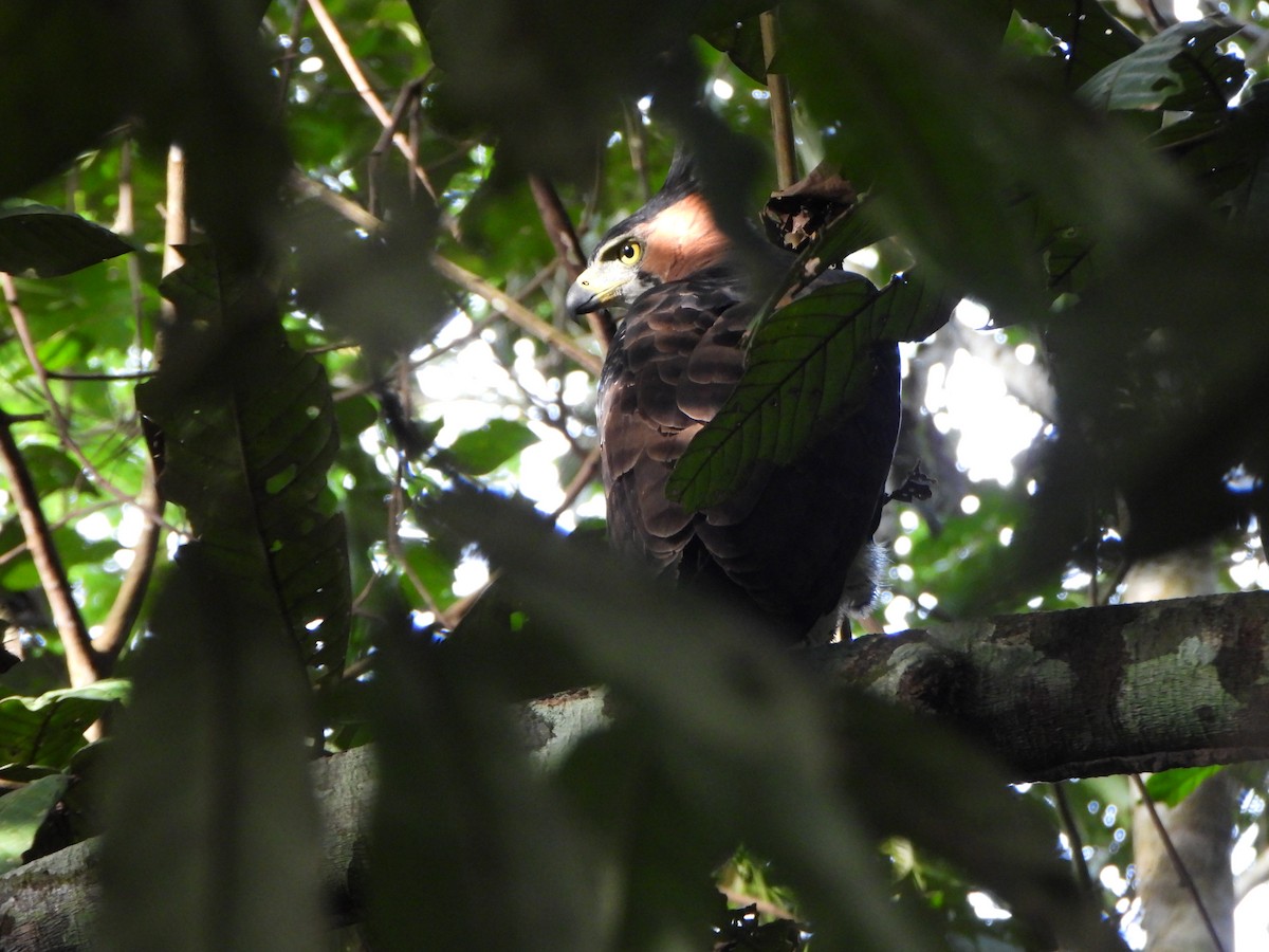 Ornate Hawk-Eagle - ML646249243