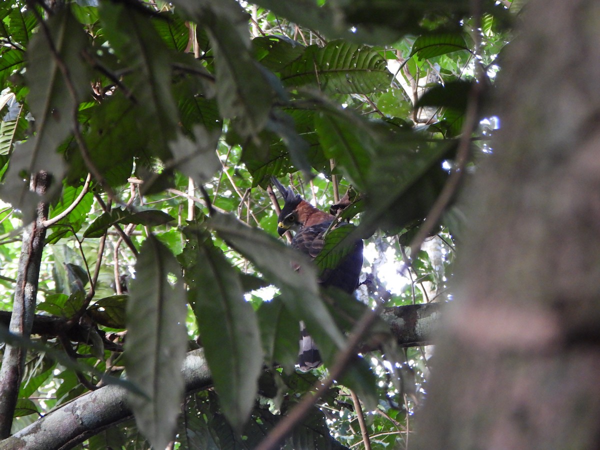 Ornate Hawk-Eagle - ML646249244