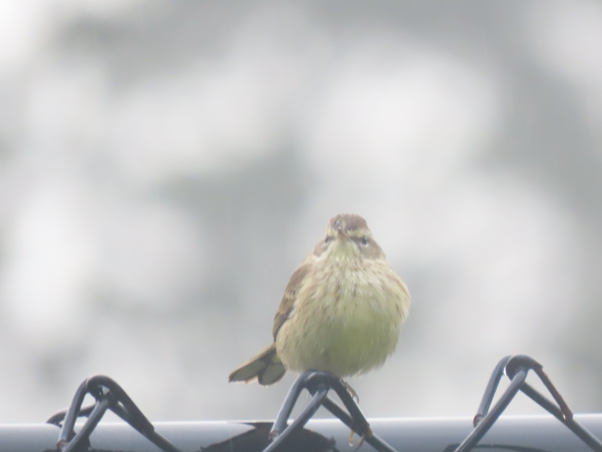 Palm Warbler - ML646249245