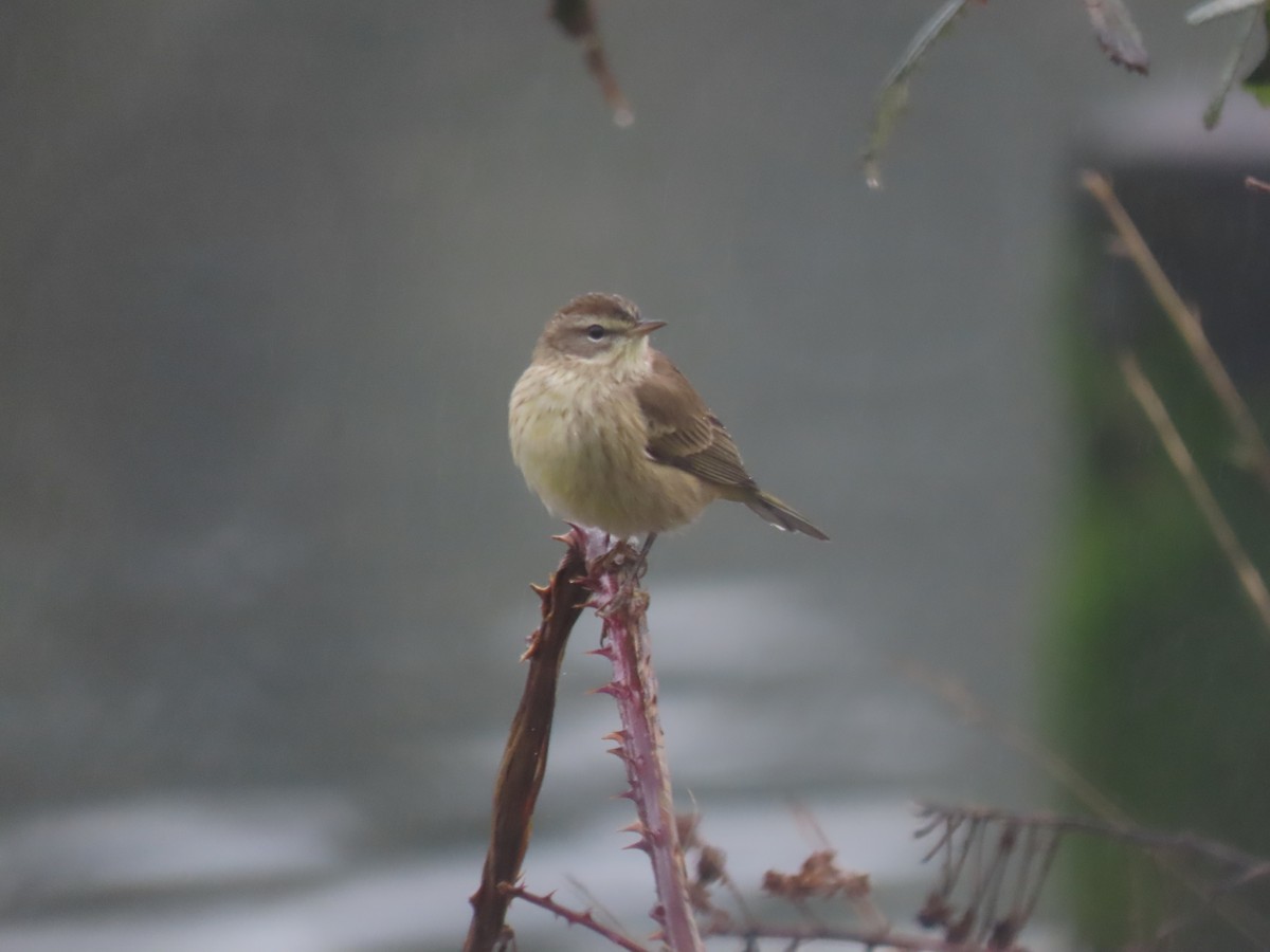 Palm Warbler - ML646249246