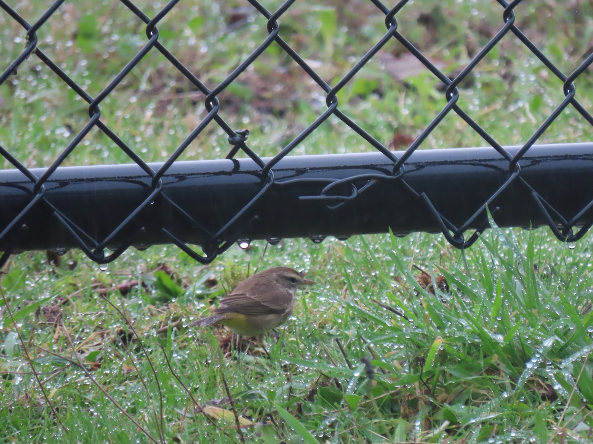 Palm Warbler - ML646249247