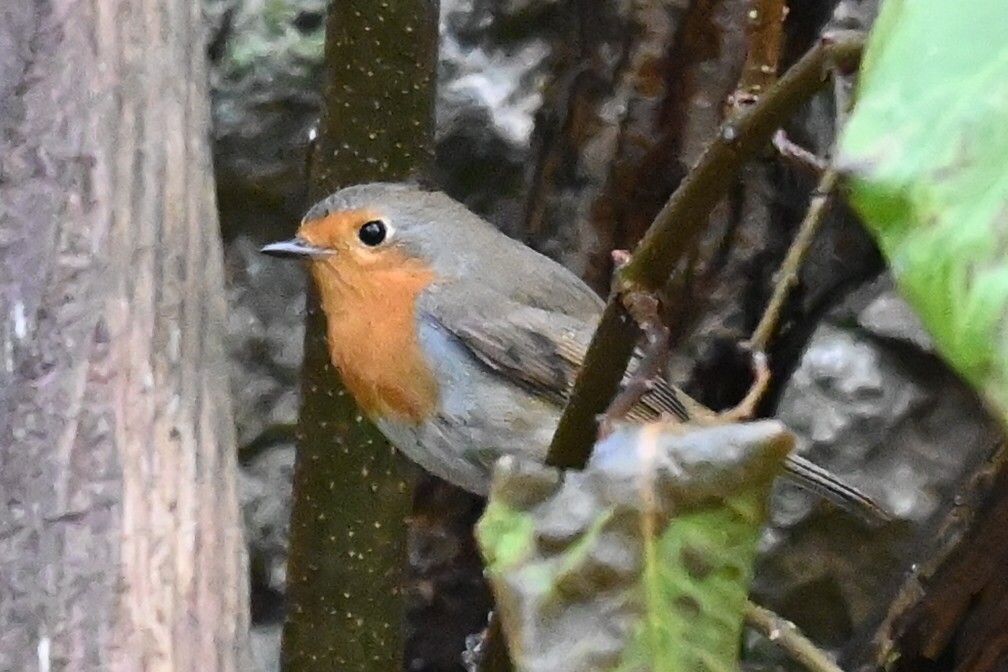 European Robin - ML646249248