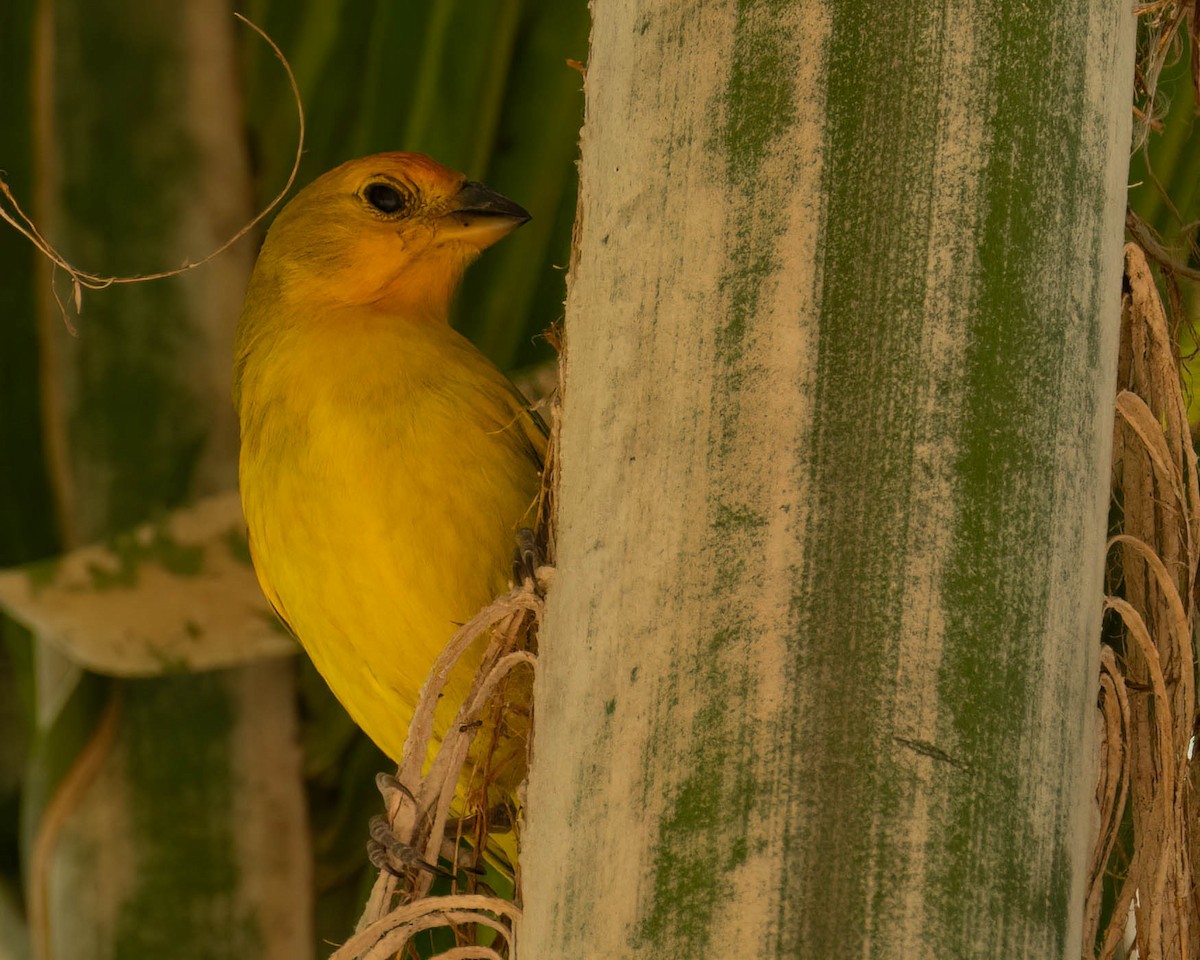 橙黃雀鵐 - ML646249249