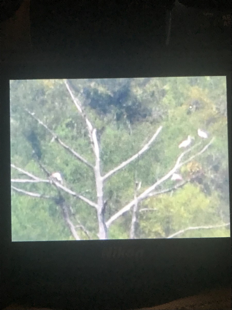 Roseate Spoonbill - ML646249250