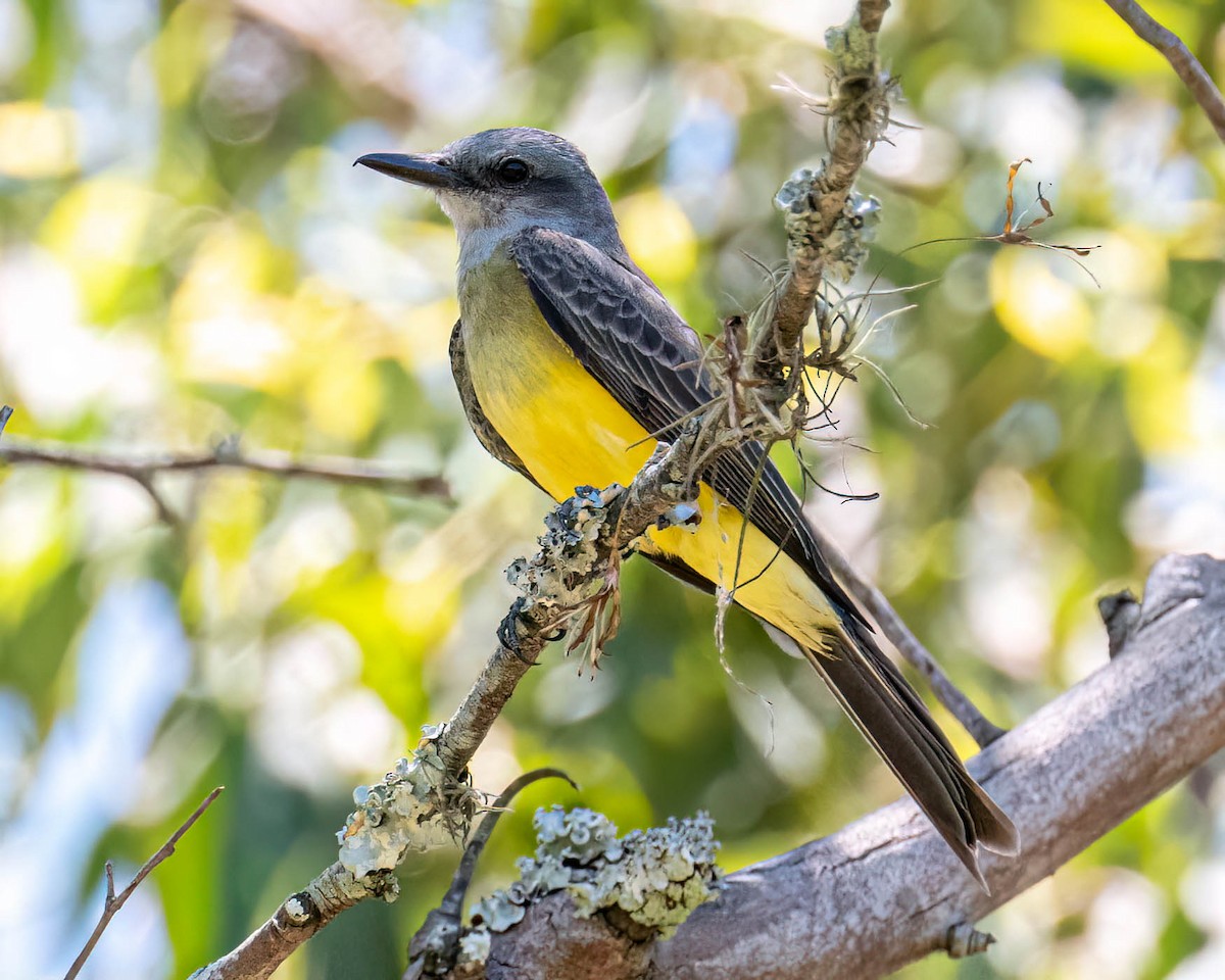 Tropical Kingbird - ML646249251
