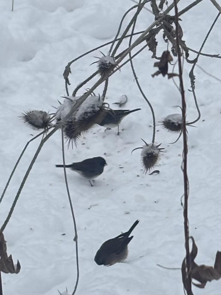 Dark-eyed Junco - ML646249252