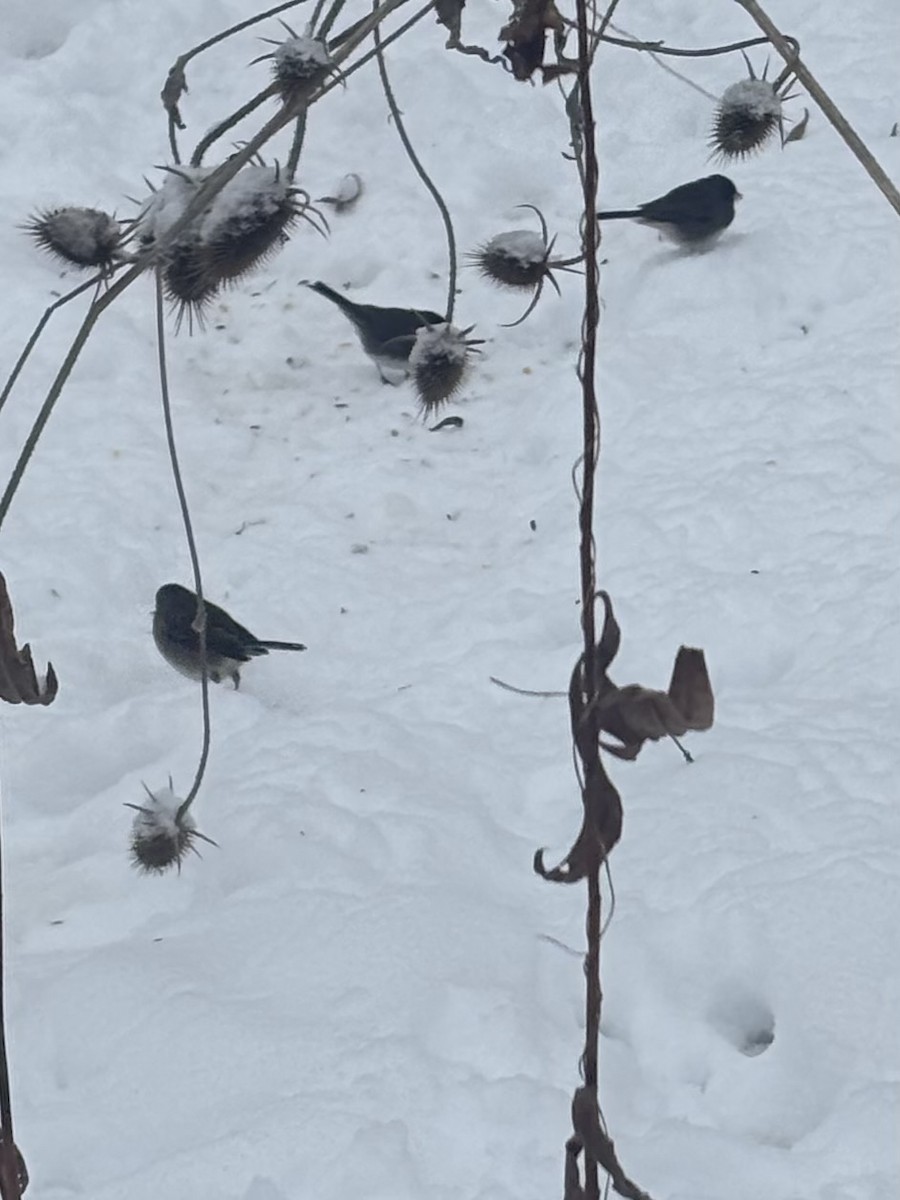 Dark-eyed Junco - ML646249253