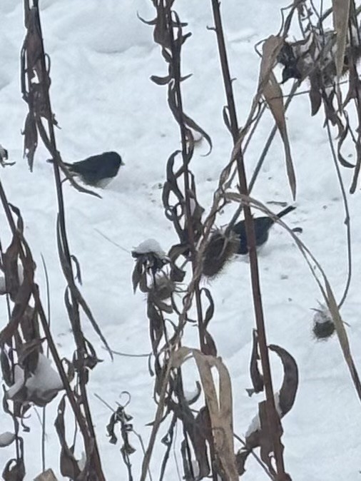 Dark-eyed Junco - ML646249254