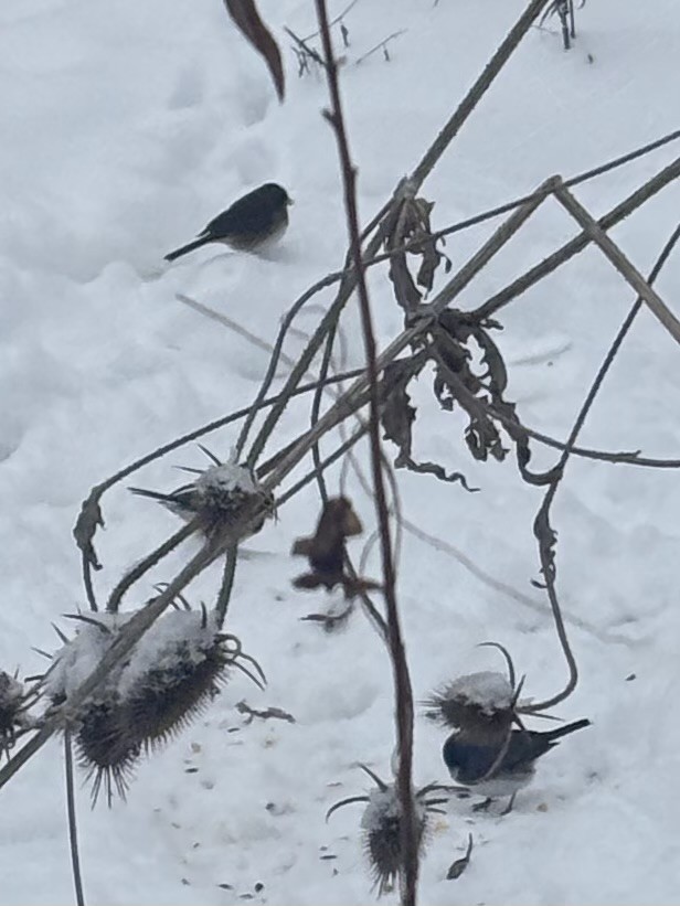 Dark-eyed Junco - ML646249255