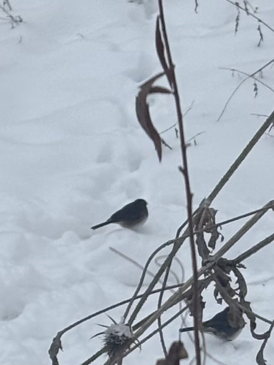 Dark-eyed Junco - ML646249256