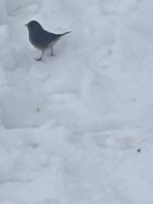 Dark-eyed Junco - ML646249258