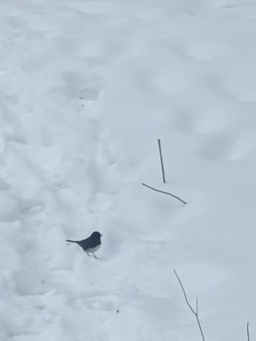 Dark-eyed Junco - ML646249260