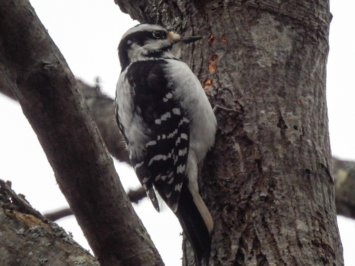 Hairy Woodpecker - ML646249262