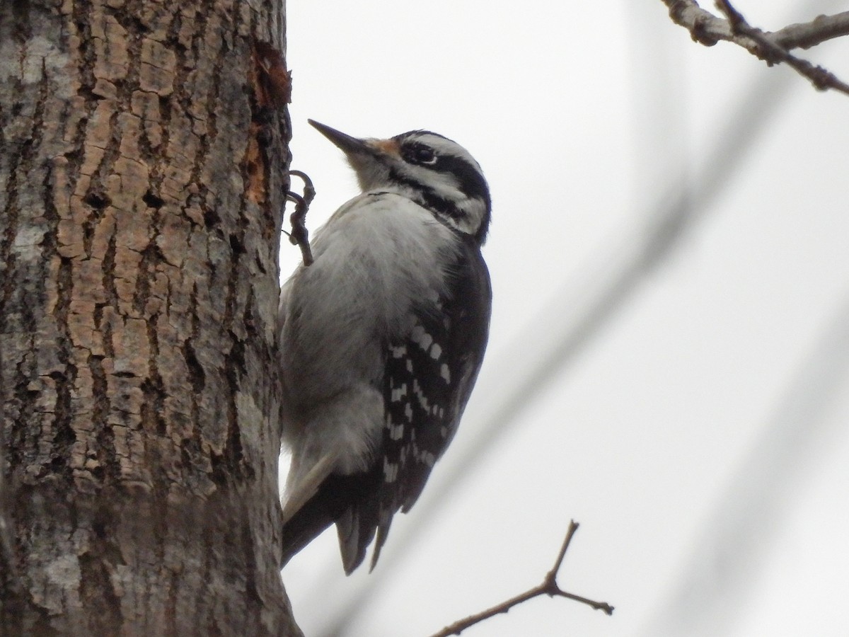 Hairy Woodpecker - ML646249263