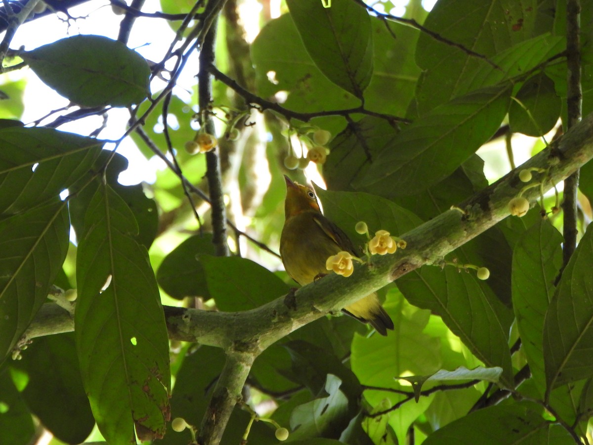 Band-tailed Manakin - ML646249265