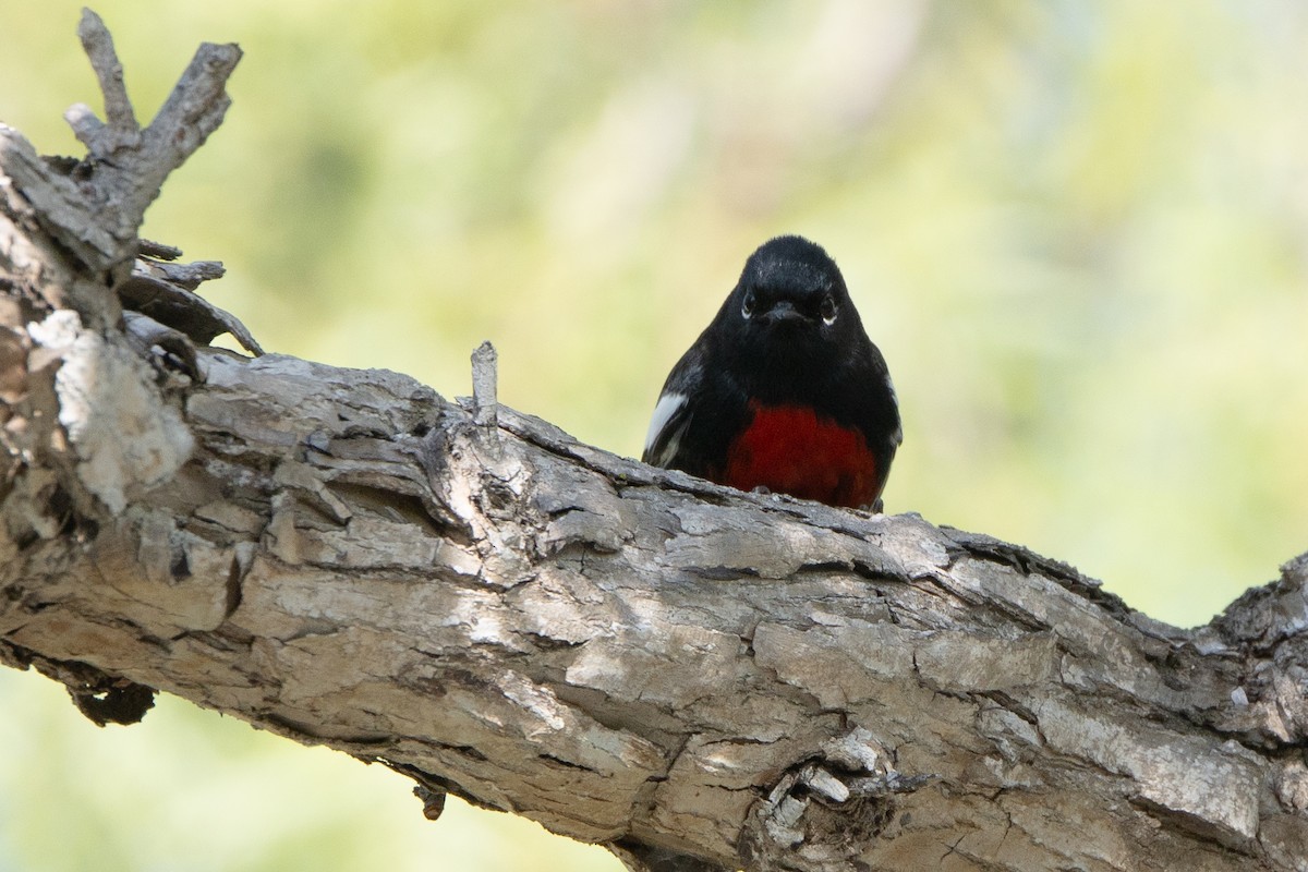 Painted Redstart - ML646249267