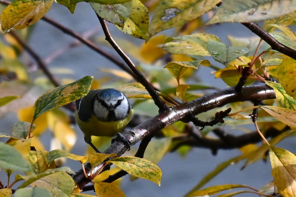 Eurasian Blue Tit - ML646249268