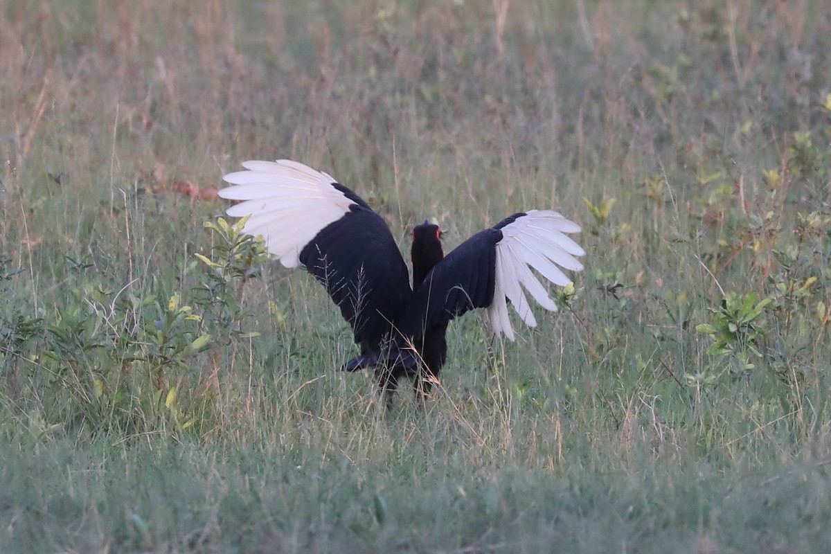 Southern Ground-Hornbill - ML646249269