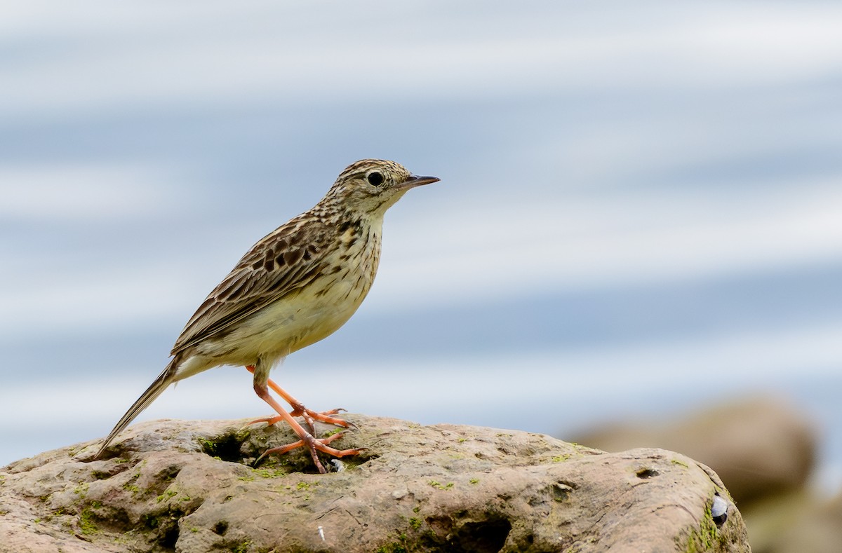 Yellowish Pipit - ML646249270