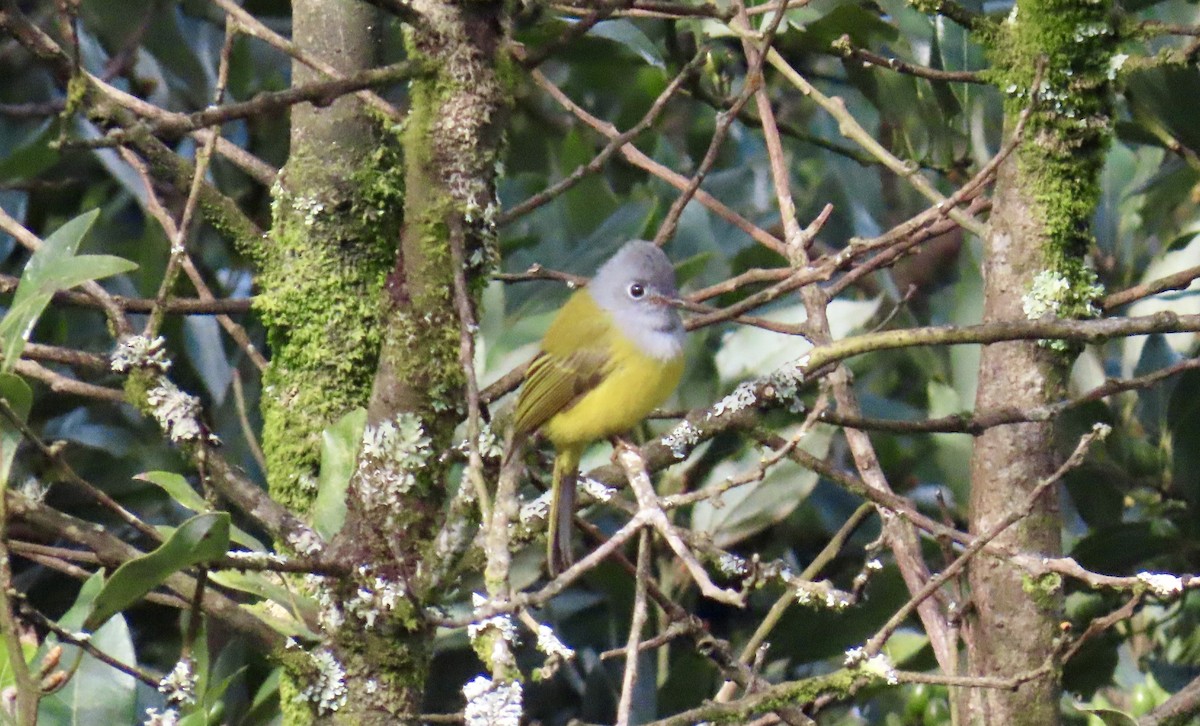 方尾鶲 - ML646249274