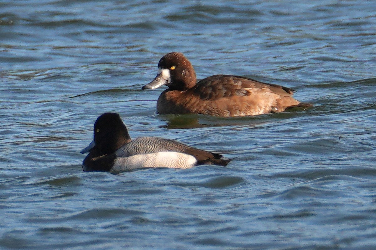 斑背潛鴨 - ML646249275