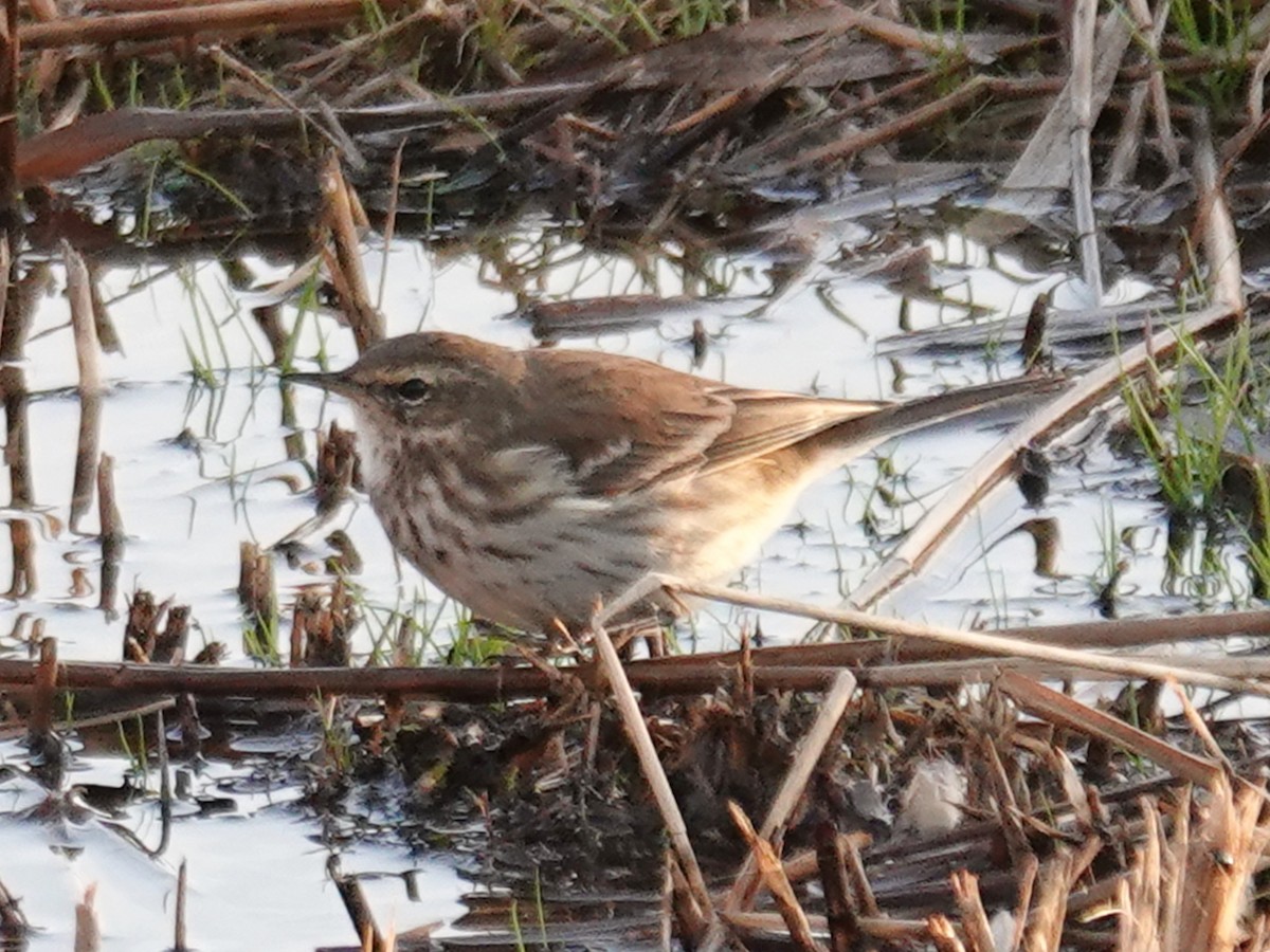 水鷚 - ML646249276