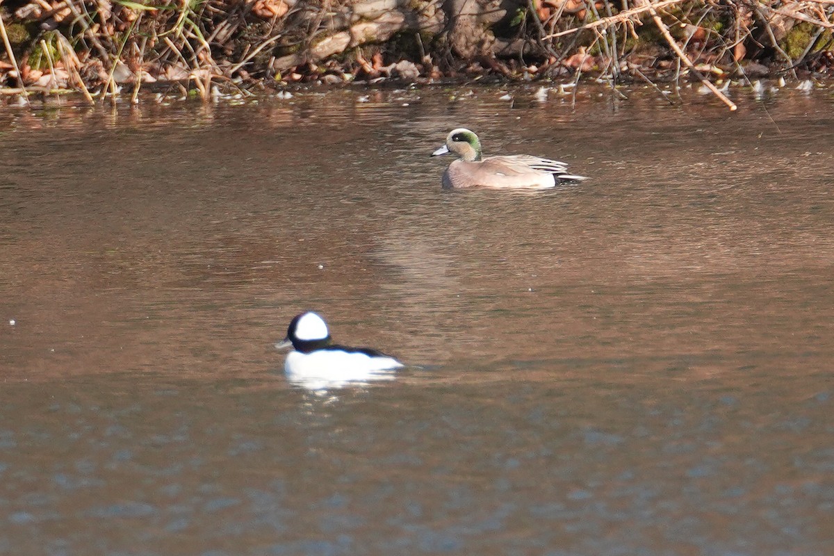 Bufflehead - ML646249278