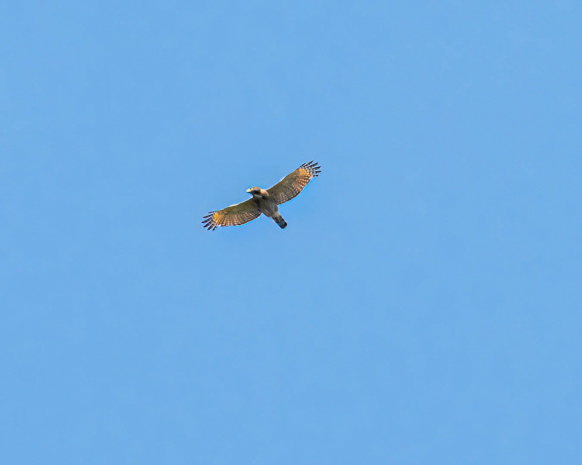 Roadside Hawk - ML646249280
