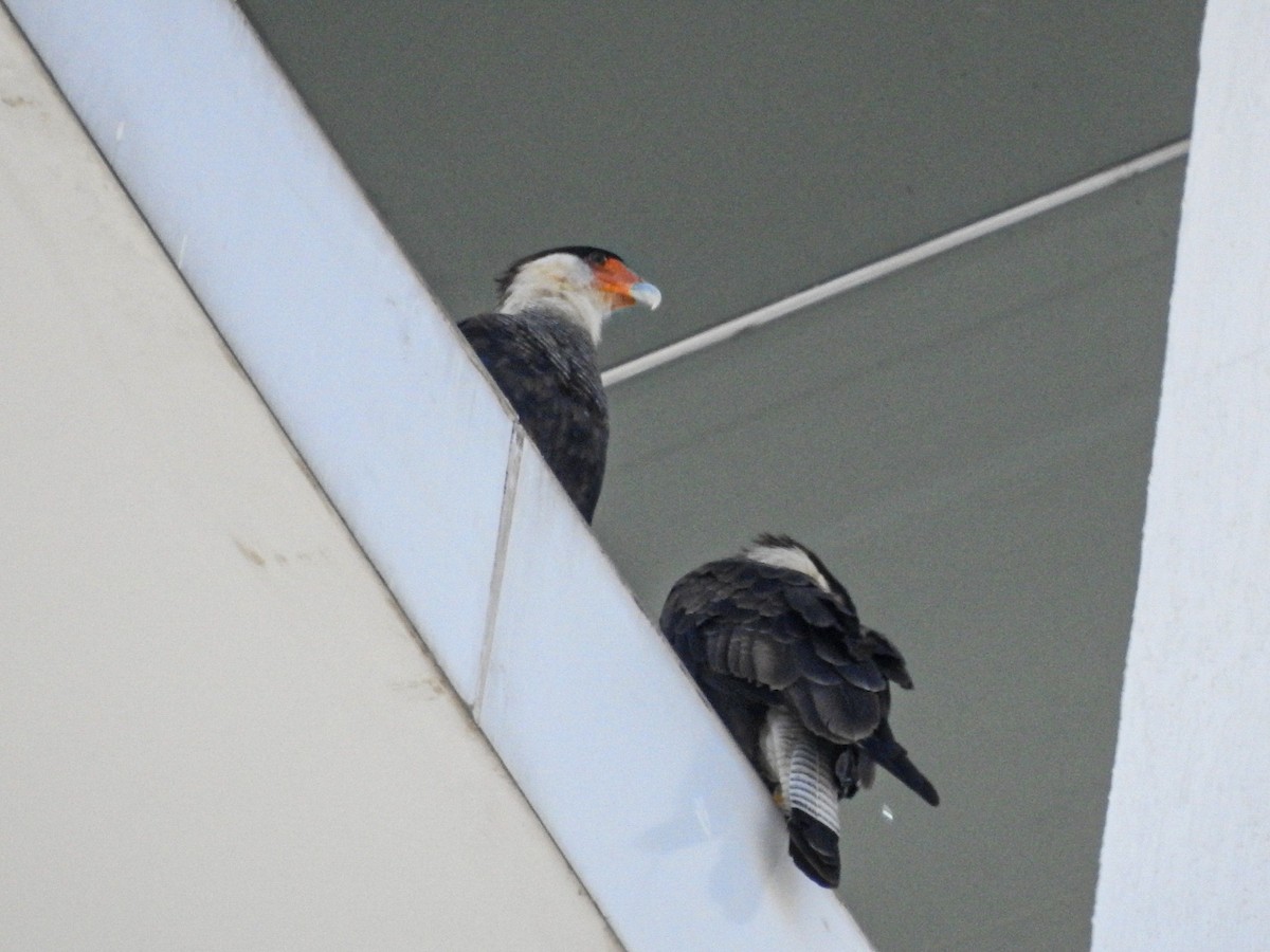 Crested Caracara - ML646249281