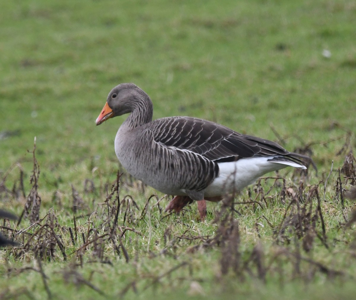 grågås (anser) - ML646249285