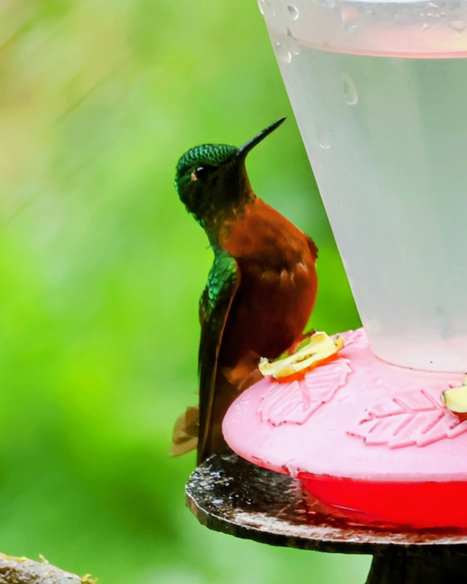 Chestnut-breasted Coronet - ML646249290