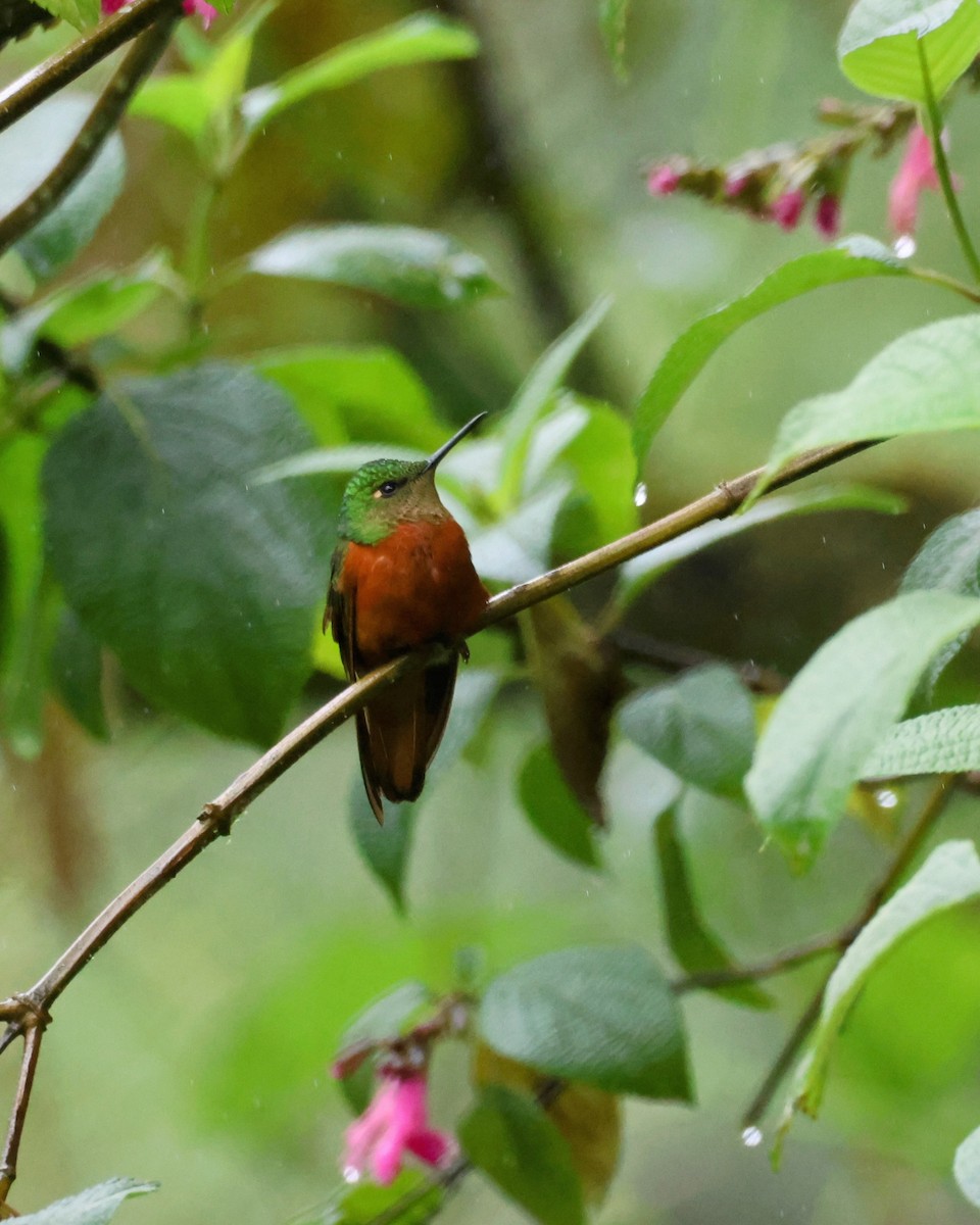 Chestnut-breasted Coronet - ML646249291