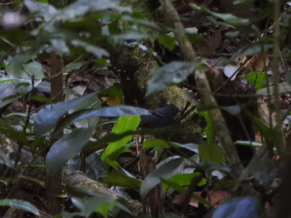 Plain-throated Antwren - ML646249293