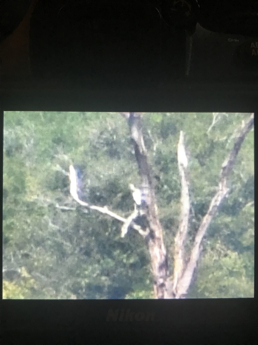 Espátula Rosada - ML646249294