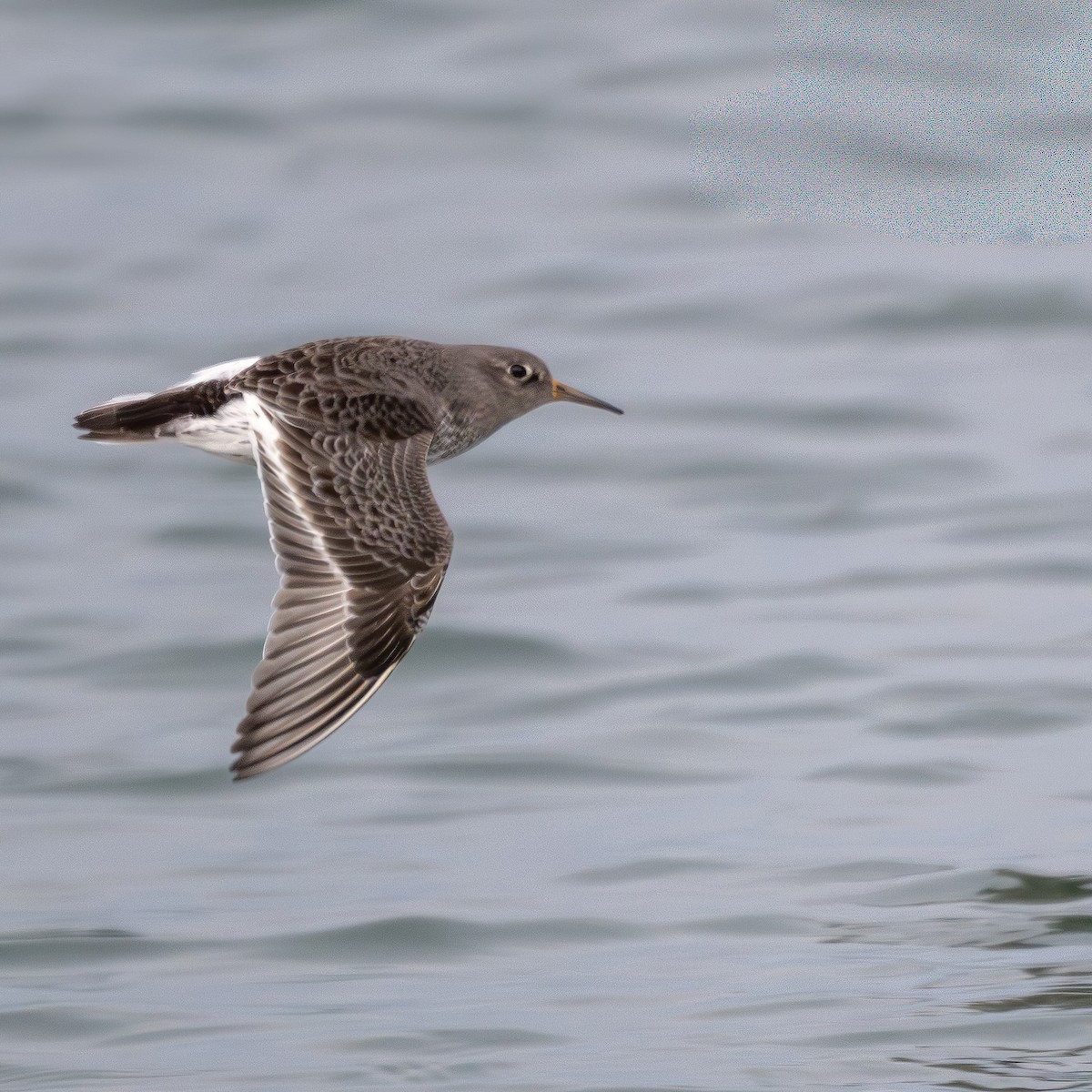 Purple Sandpiper - ML646249300