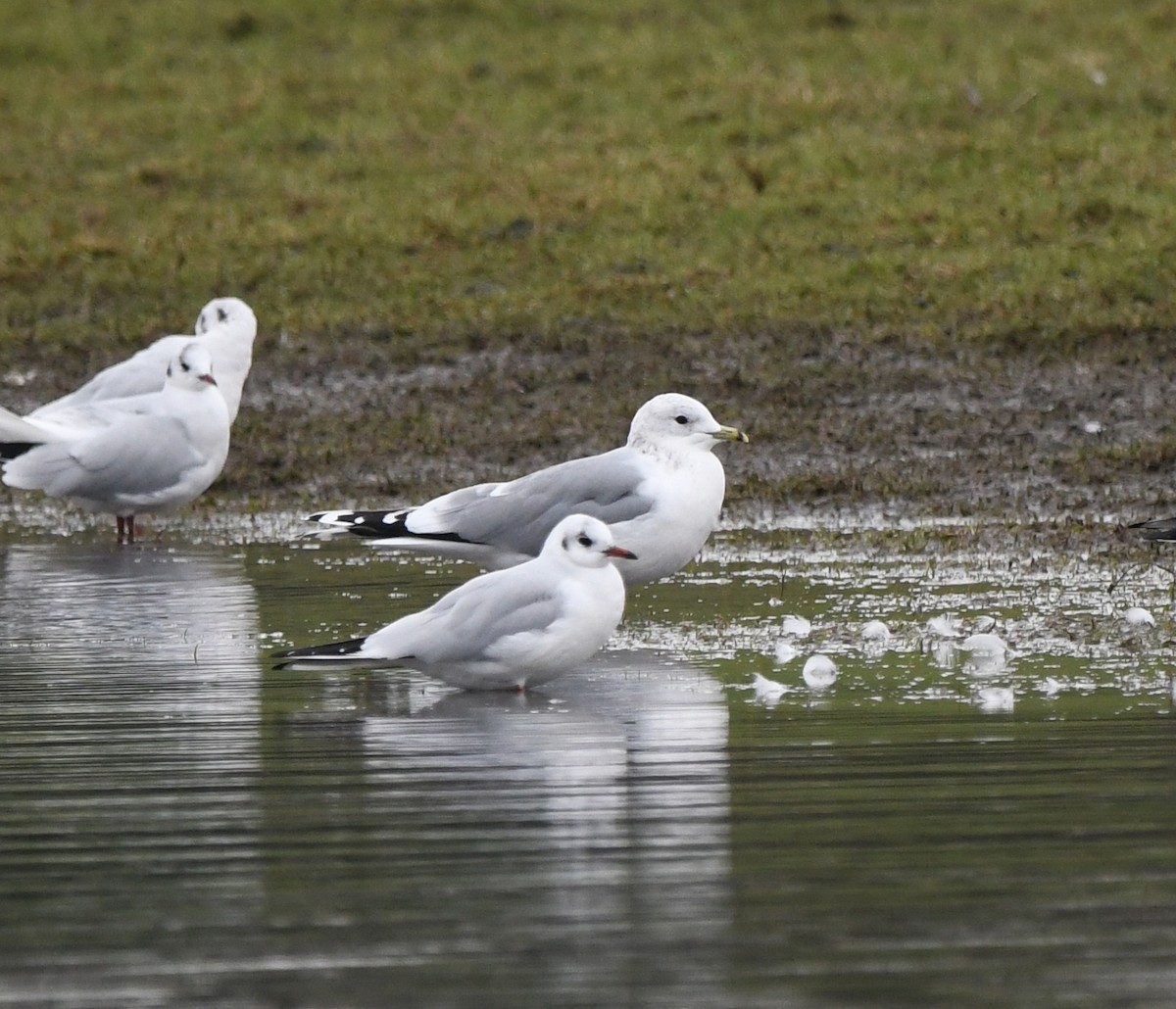 Common Gull (European) - ML646249301