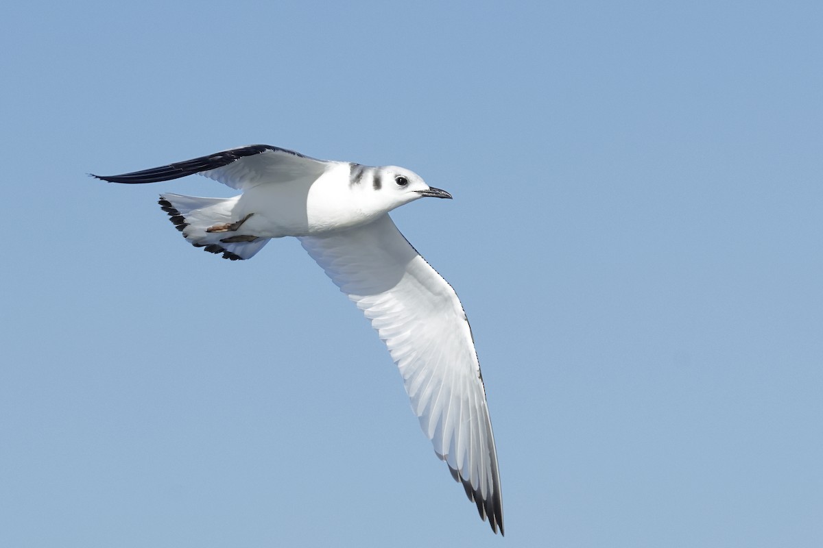 Gaviota Tridáctila - ML646249302