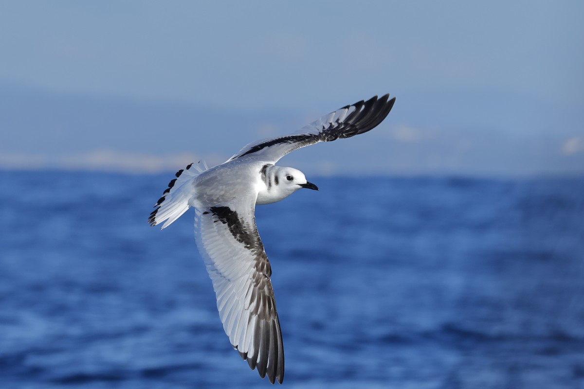 Gaviota Tridáctila - ML646249304