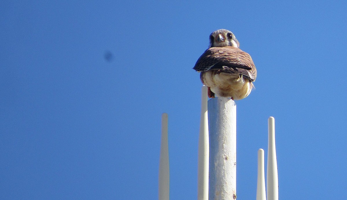 Cernícalo Americano - ML646249307